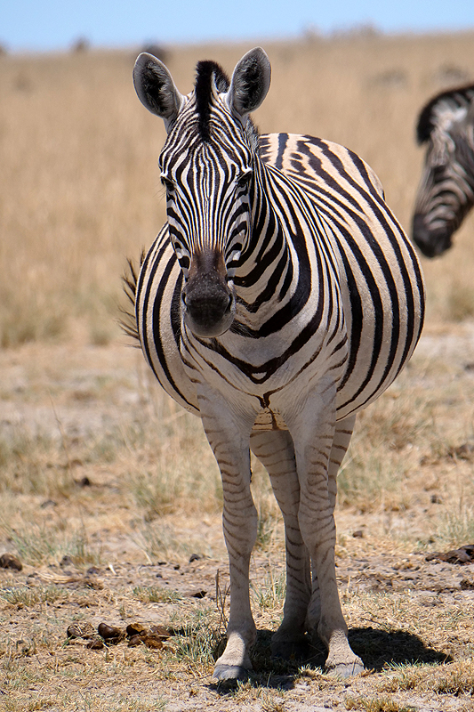 Environs de Namutoni