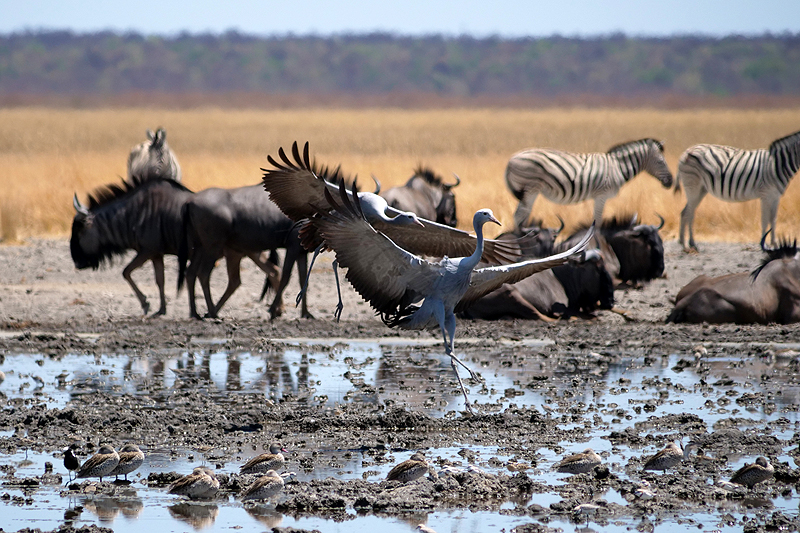 Environs de Namutoni