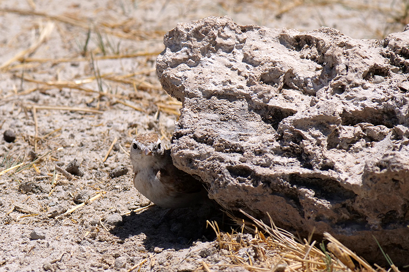 Environs de Namutoni