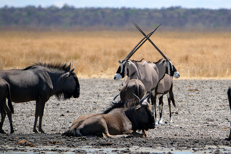 Environs de Namutoni