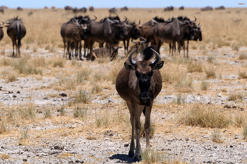 Environs de Namutoni