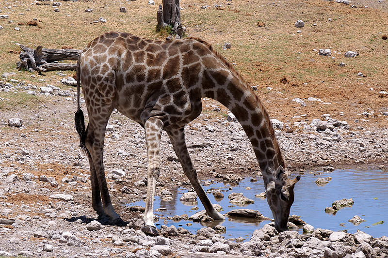 Environs de Namutoni