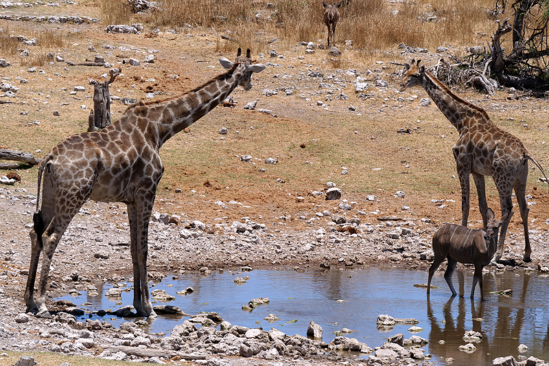 Environs de Namutoni