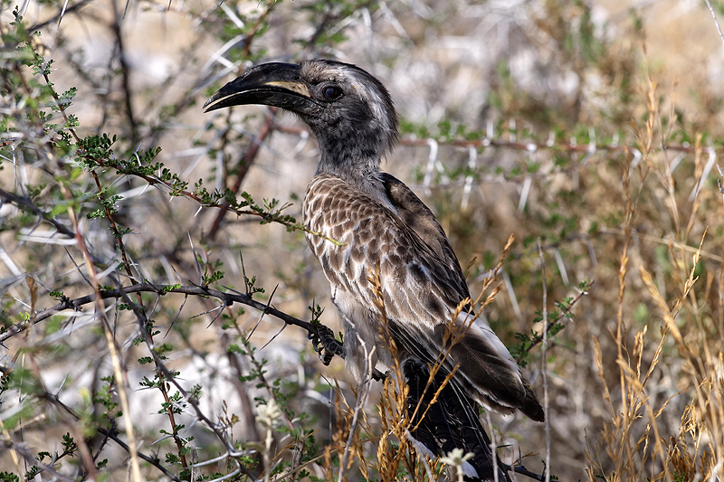 Environs de Namutoni