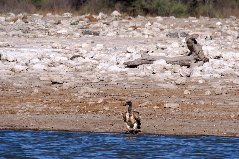 Environs de Namutoni