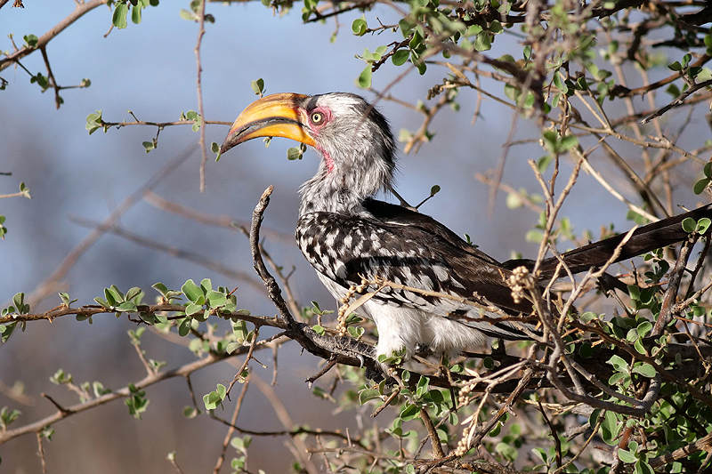 Environs de Namutoni