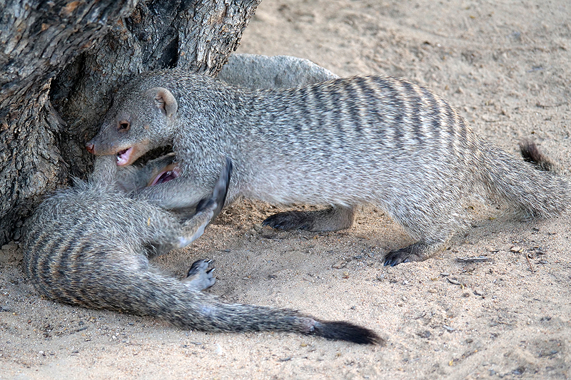 Environs de Namutoni