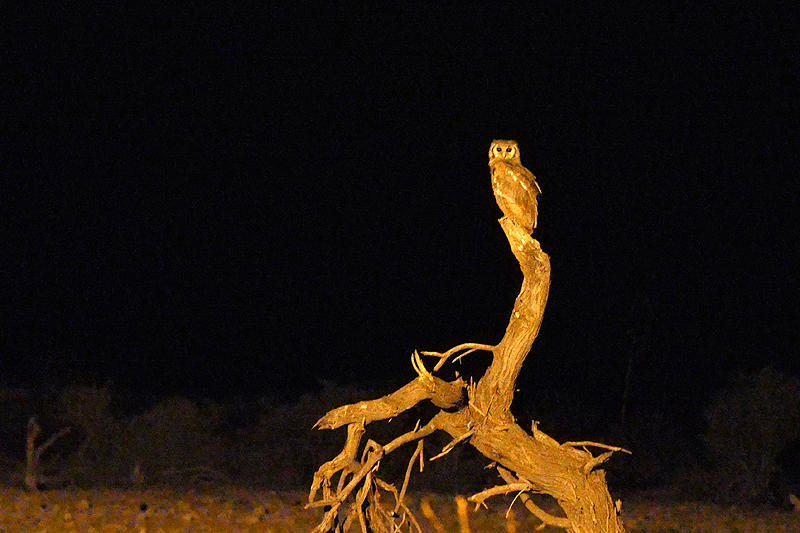 Environs de Namutoni