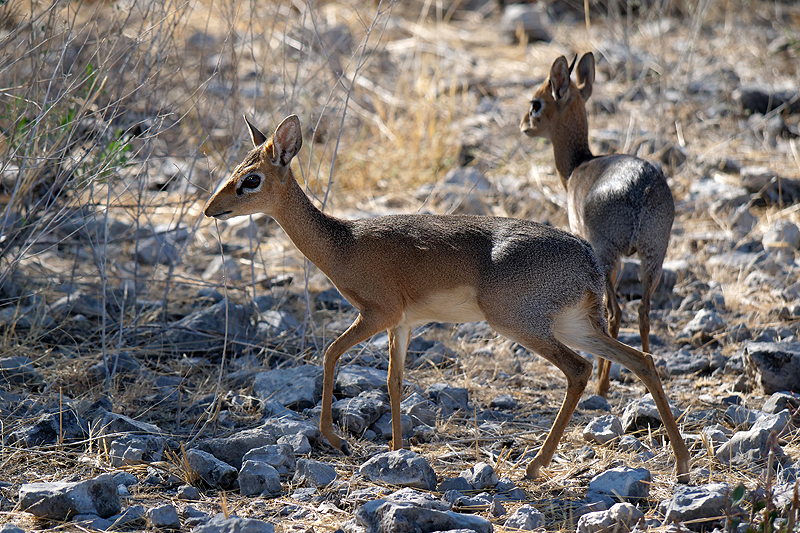 Environs de Namutoni