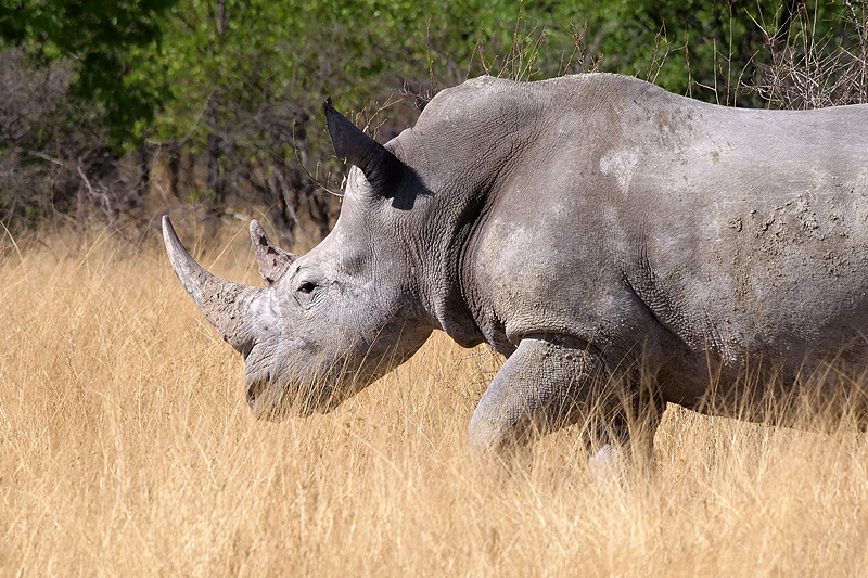 Environs de Namutoni