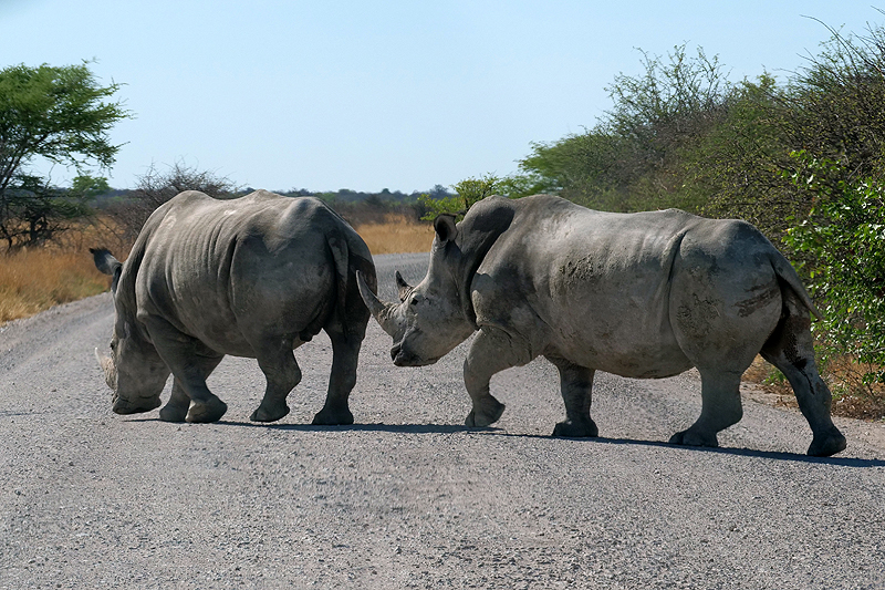 Environs de Namutoni