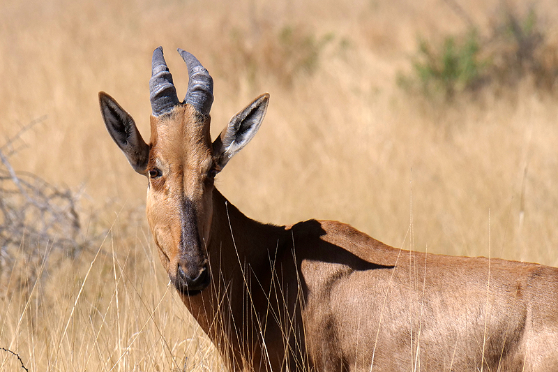 Environs de Namutoni