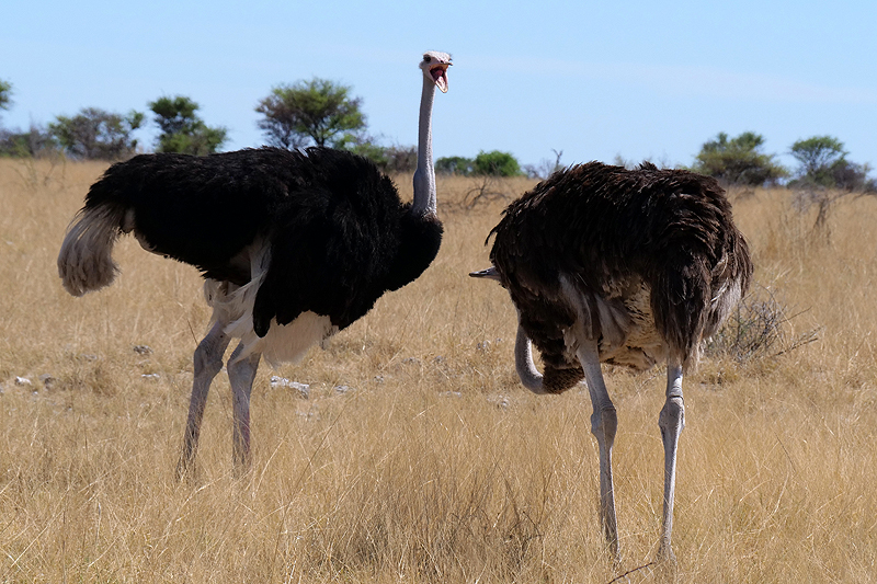 Environs de Namutoni