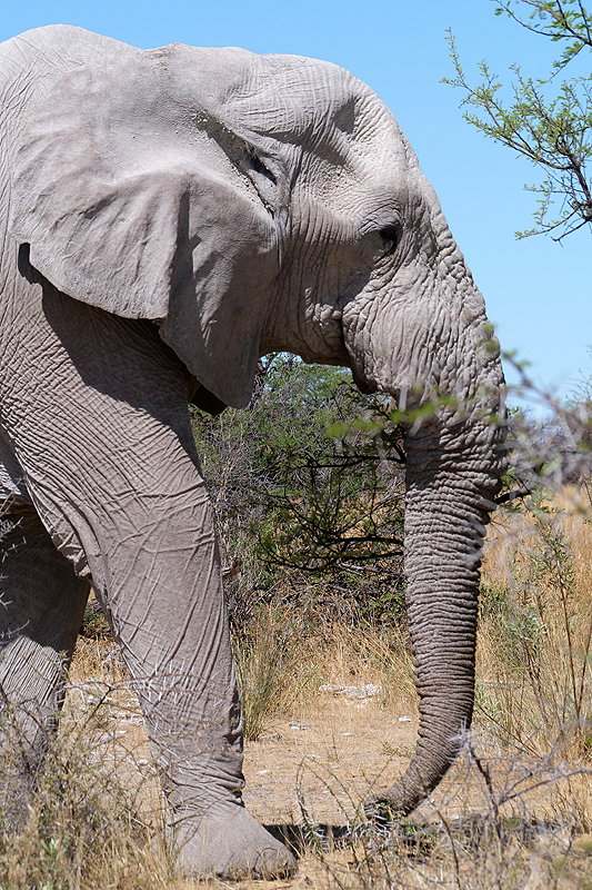 Environs de Namutoni