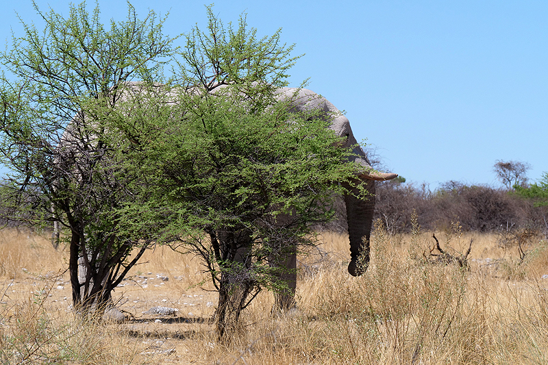 Environs de Namutoni