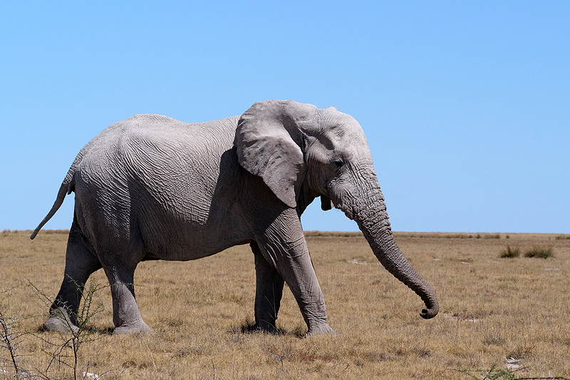 Environs de Namutoni