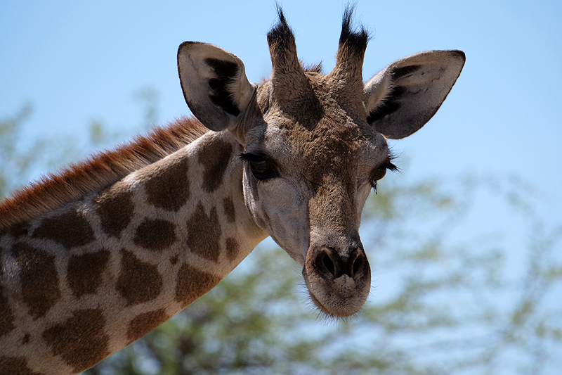 Environs de Namutoni