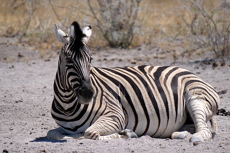 Environs de Namutoni