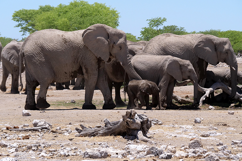 Environs de Namutoni
