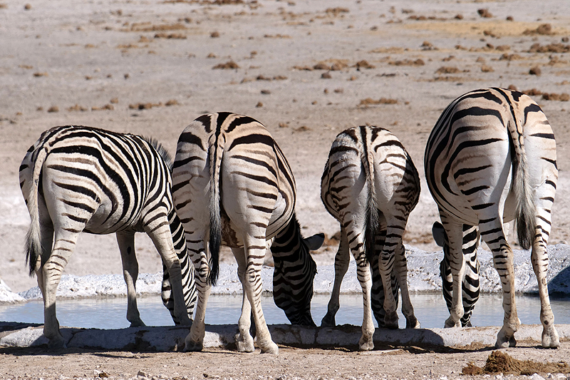 Environs d Okaukuejo