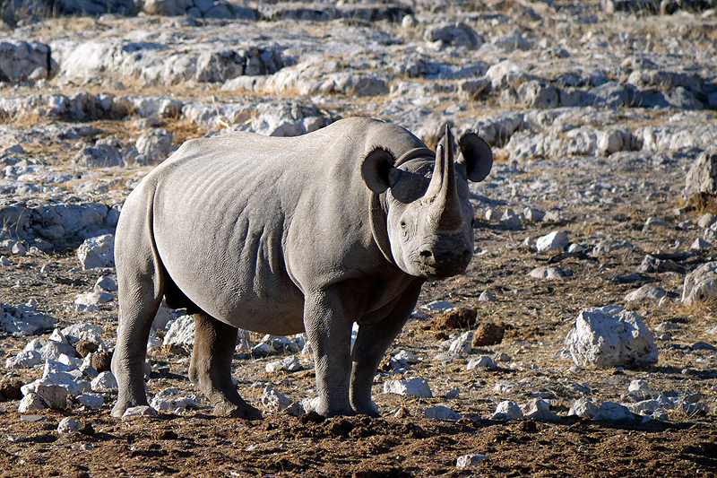 Environs d Okaukuejo