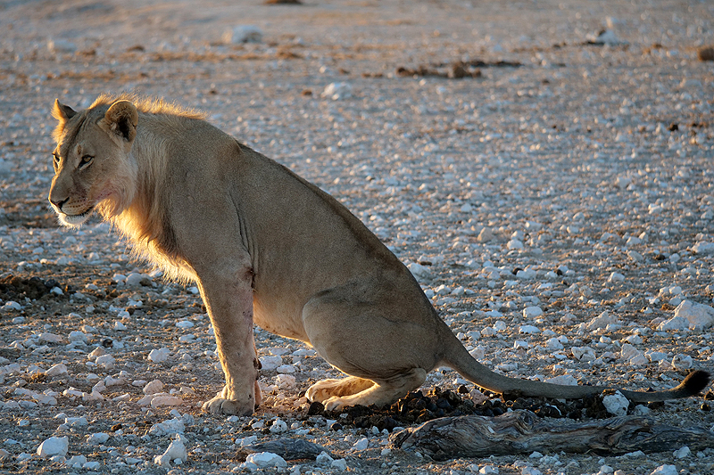 Environs d Okaukuejo