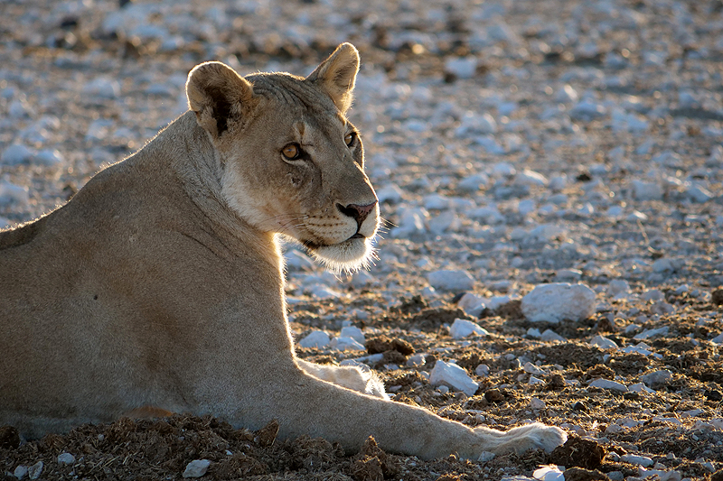 Environs d Okaukuejo