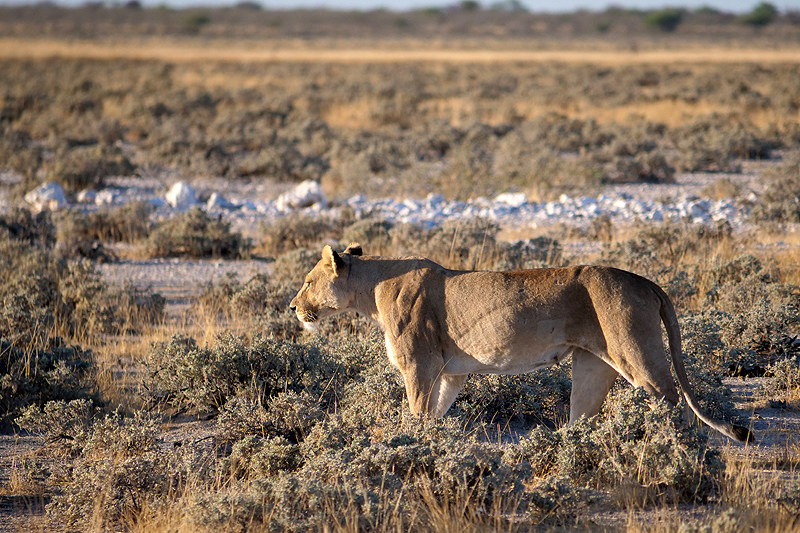 Environs d Okaukuejo