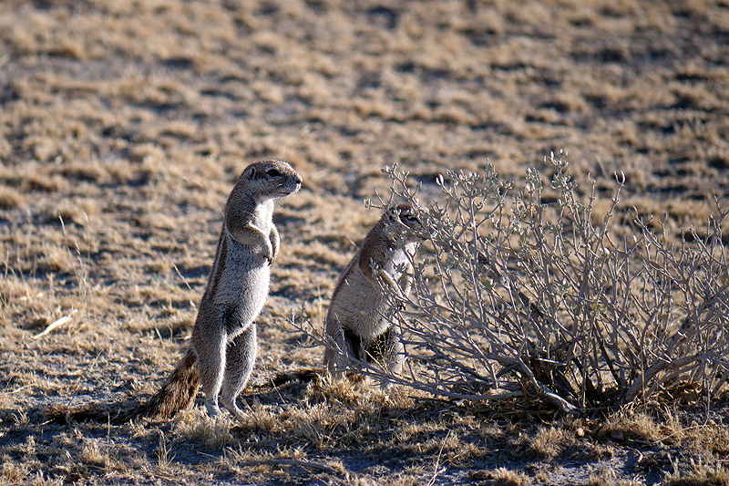Environs d Okaukuejo