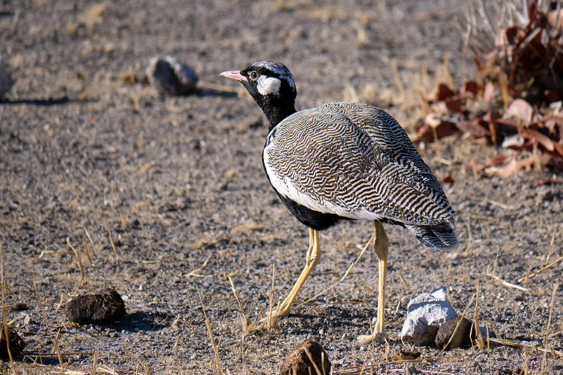 Environs d Okaukuejo