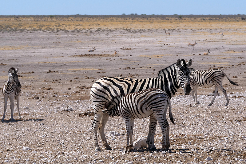 Environs d Okaukuejo