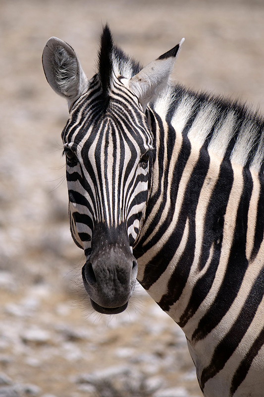 Environs d Okaukuejo