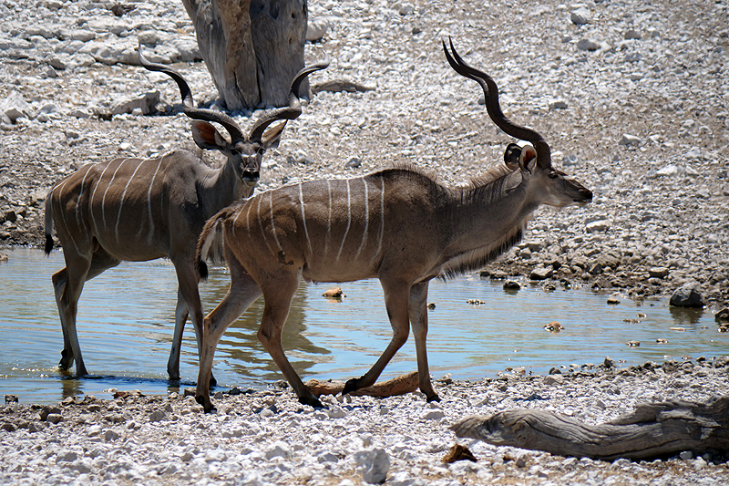 Environs d Okaukuejo