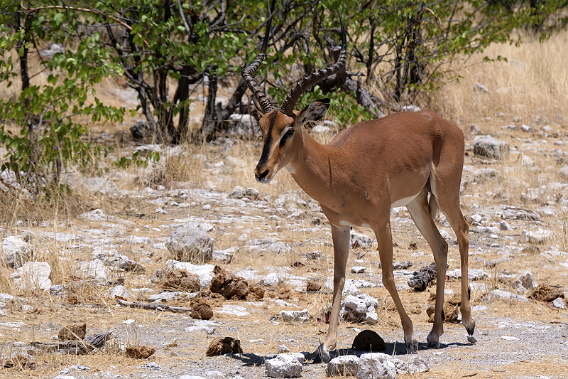 Environs d Okaukuejo