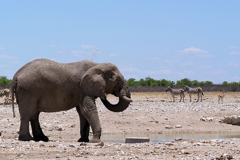 Environs d Okaukuejo