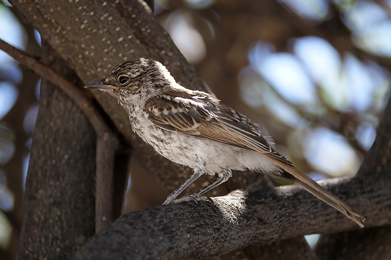 Environs d Okaukuejo
