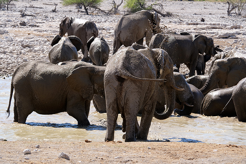 Environs d Okaukuejo