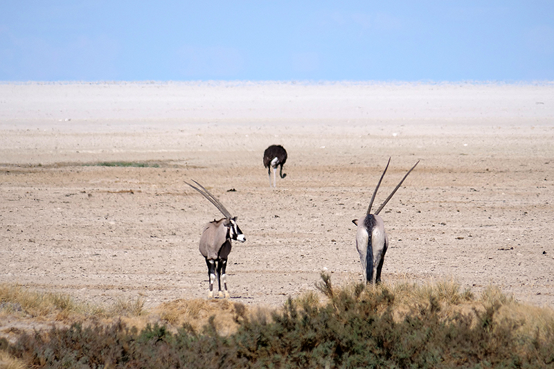 Environs d Okaukuejo