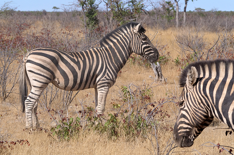 Environs de Dolomite