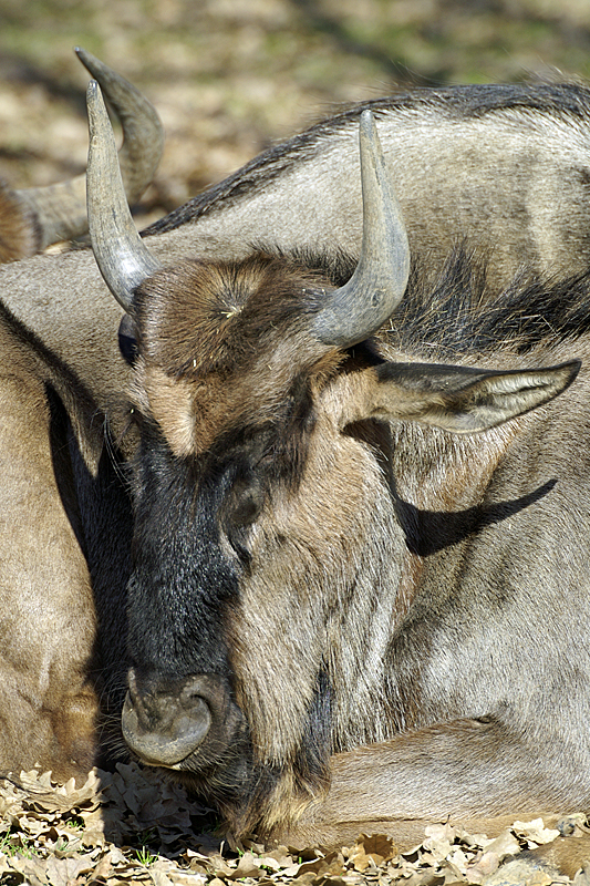 Zoo de Plaisance - Gnous