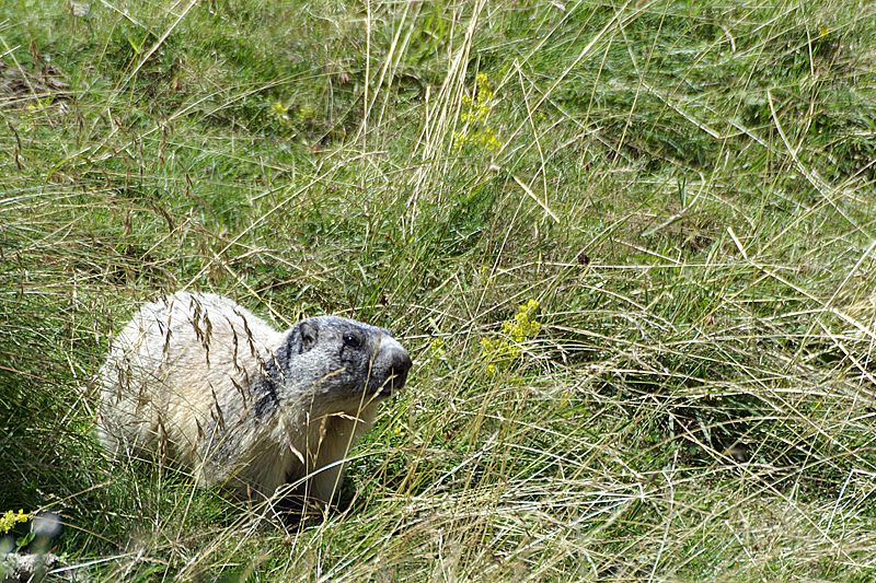 Vallée d Orlu - Marmotte