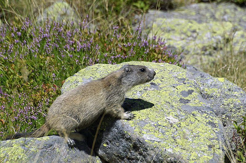 Vallée d Orlu - Marmotte