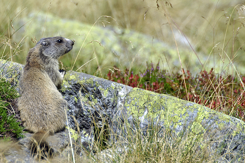 Vallée d Orlu - Marmotte
