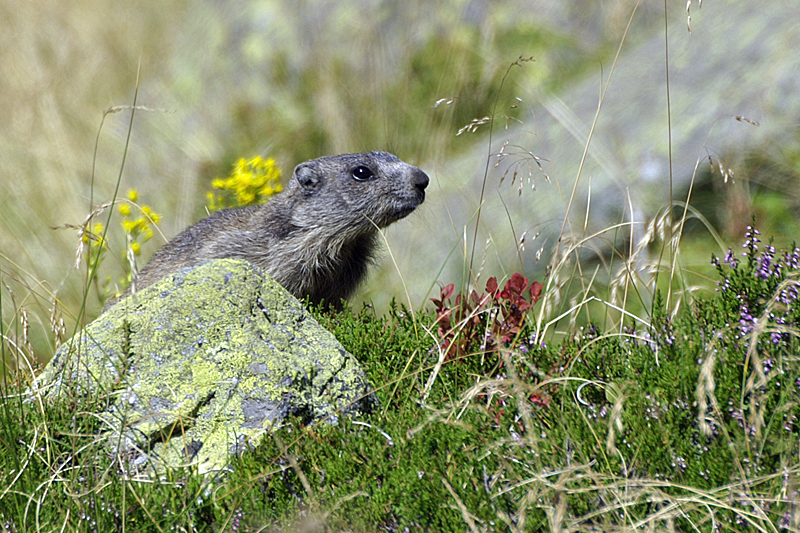 Vallée d Orlu - Marmotte