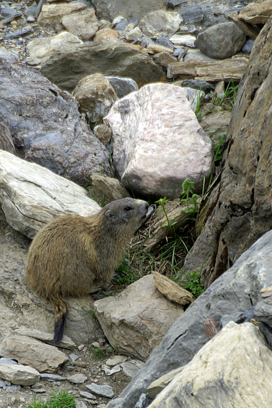 Marmottes et Izards - Marmottes