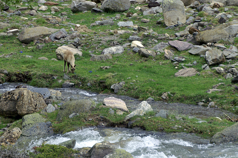 Marmottes et Izards - Izard