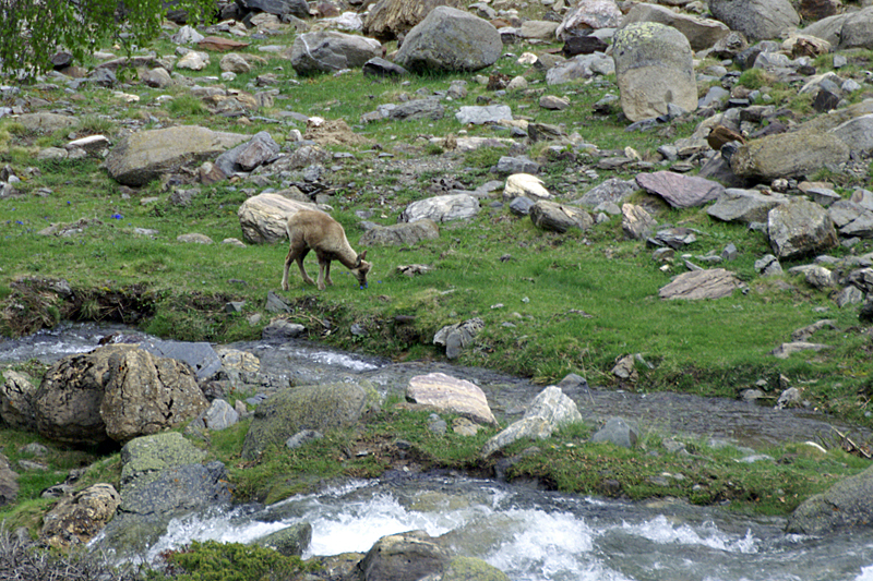 Marmottes et Izards - Izard