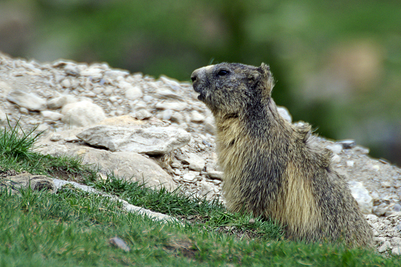 Marmottes et Izards - Marmotte peu farouche