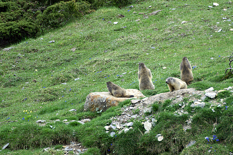 Marmottes et Izards - Marmottes