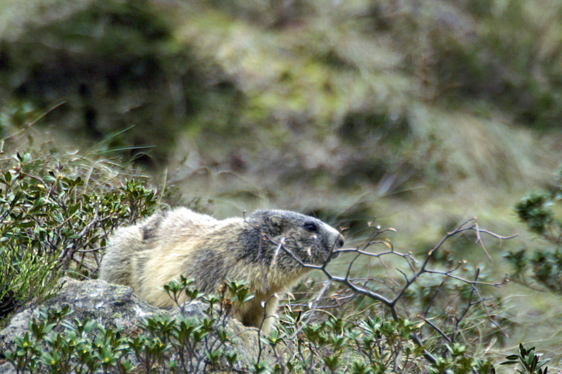 Marmottes et Izards - Marmotte peureuse mais très curieuse